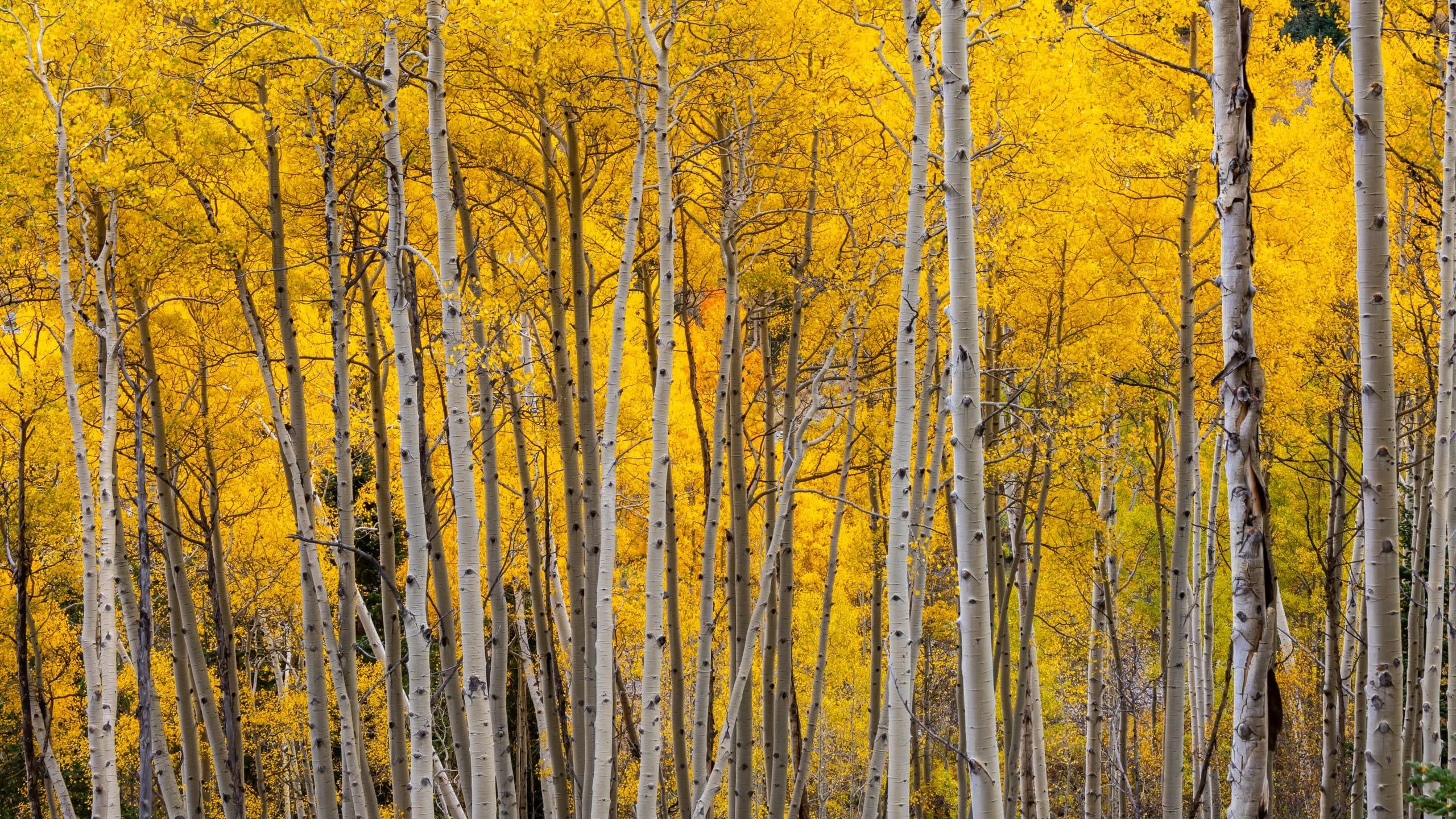 Golden autumn leaves among white-barked aspen trees in Colorado